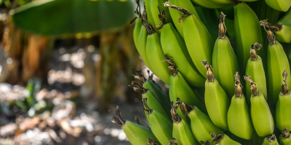 Photo credit: Arminas Raudys, Pexels License
https://www.pexels.com/photo/banana-tree-802783
